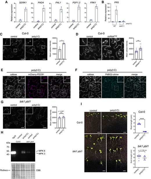 Poly(I:C)-induced signaling in Arabidopsis depends on BIK1/PBL1. A and B) Transcriptional regulation of Arabidopsis genes 3 h after treatment with 0.5 µg/µL poly(I:C). For each gene, the mean value and the standard deviation of gene expression values obtained by RT-qPCR analysis of 3 biological replicates (dots) is shown. A) Poly(I:C) induces innate immunity marker genes in A. thaliana Col-0 wildtype. B) Absence of poly(I:C)-induced PR5 expression in the serk1-1 mutant. C) Poly(I:C) treatment causes callose deposition at PD in A. thaliana Col-0. Images were taken 30 min after treatment. Inlays show enlargements of the areas within the dashed boxes. Scale bar, 20 µm. Mean callose content in PD determined in 3 leaf disks from 3 plants per treatment (dots). The total number of evaluated PD is given at the base of each column. Error bars show the Sem. Two-tailed t-test; *, P = <0.05. D) Callose deposition at PD in A. thaliana Col-0 leaf epidermal tissue 30 min after treatment with 50 ng/µL of biological dsRNA (dsRNAPhi6). Inlays show enlargements of the areas within the dashed boxes. Scale bar, 20 µm. Mean callose content in PD determined in 9 leaf disks from 3 plants per treatment (dots). The total number of evaluated PD is given at the base of each column. Error bars show the Sem. Two-tailed t-test; **, P = <0.01. E and F) Poly(I:C)-induced callose spots are localized to PD as shown by colocalization with PD markers mCherry-PDCB1 E) and PdBG2-citrine F). Inlays show enlargements of the areas within the dashed boxes. Scale bar, 10 µm. G) poly(I:C)-induced callose deposition at PD is strongly reduced in the bik1 pbl1 mutant. Images were taken 30 min after treatment and the WT control of the same experiments is shown in C). Inlays show enlargements of the areas within the dashed boxes. Scale bar, 20 µm. Mean callose content in PD determined in 3 leaf disks from 3 plants per treatment (dots). The total number of evaluated PD is given at the base of each column. Error bars show the Sem. Two-tailed t-test; ns, nonsignificant. H) Poly(I:C)-induced MPK activation is reduced in the bik1 pbl1 mutant. Immunoblot detection of phosphorylated MPK. Samples were harvested 30 min after treatment with 0.5 µg/µL poly(I:C), 1 µM flg22, or water. “bik1” stands for bik1 pbl1. CBB, Coomassie Brilliant Blue-stained gel showing staining of ribulose-bisphosphate-carboxylase (Rubisco) as gel loading control. I)bik1 pbl1 plants do not show significant seedling root growth inhibition in the presence of poly(I:C) as compared to WT Col-0 plants. Seedlings were kept for 12 d in 0.5 µg/µL poly(I:C) or water. Scale bar, 1 cm. Quantification of poly(I:C)-induced root growth inhibition in A. thaliana WT Col-0 and bik1 pbl1 seedlings. Analysis of 6 to 7 seedlings (dots) per condition. Two-tailed Mann–Whitney test; ****, P = < 0.0001; ns, nonsignificant.
