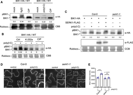 Poly(I:C) causes BIK1 phosphorylation and PD callose deposition in a SERK1-dependent manner. A to C) Analysis of BIK1 phosphorylation in poly(I:C)-treated A. thaliana Col-0 protoplasts. A) Poly(I:C) treatment induces BIK1 phosphorylation as shown by a protein mobility shift detected by immunoblot analysis. Protoplasts expressing BIK1-HA were nontreated (mock) or treated with 1 µM flg22 or 0.5 µg/µL poly(I:C), lysed after 20 min and treated or nontreated with CIP for 1 h before immunoblot analysis using HA-HRP antibody. BIK1 band intensities were quantified using Image Lab (Bio-Rad). Quantification of BIK1 phosphorylation (upper panel) calculated as ratio of intensity of the upper band (phosphorylated BIK1, pBIK1) to the sum intensities of shifted and nonshifted bands (pBIK1 + BIK1) (no treatment set to 0.0). CCB, Coomassie Brilliant Blue staining of Rubisco as gel loading control (lower panel). B) Poly(I:C)-induced BIK1 phosphorylation is blocked by 1 µM of the kinase inhibitor K-252a added 1 h before poly(I:C) treatment. Rubisco detection by CBB staining is shown as gel loading control (lower panel). Experimental conditions and quantification of BIK1 phosphorylation as in A). C) SERK1 enhances poly(I:C)-induced BIK1 phosphorylation. Protoplasts from WT Col-0 or serk1-1 mutants were transfected with BIK1-HA together with or without SERK1-FLAG and followed by treatment with or without 0.5 µg/µL poly(I:C). Phosphorylated BIK1 band intensities were quantified as in A). The middle panel shows SERK1-FLAG expression. Rubisco detection by CBB staining is shown as gel loading control (lower panel). D and E) Efficient poly(I:C)-induced PD callose deposition depends on SERK1. D) Callose fluorescence at PD seen upon aniline blue staining of epidermal cells of WT Col-0 plants and serk1-1 mutants treated with water (control) or 0.5 µg/µL poly(I:C). Inlays show enlargements of the areas within the dashed boxes. Scale bar, 10 µm. E) Mean callose content in PD determined in 9 leaf disks taken from 3 plants per treatment (dots). The total number of evaluated PD is given at the base of each column. Error bars show the Sem. One way ANOVA of the mean values (P = <0.0001) followed by Sidak's test for pairwise comparisons. ****, P = < 0.0001; ns = nonsignificant. The mean callose intensity levels indicate a drastic inhibition of the poly(I:C)-induced PD callose deposition response in serk1 as compared to the WT.