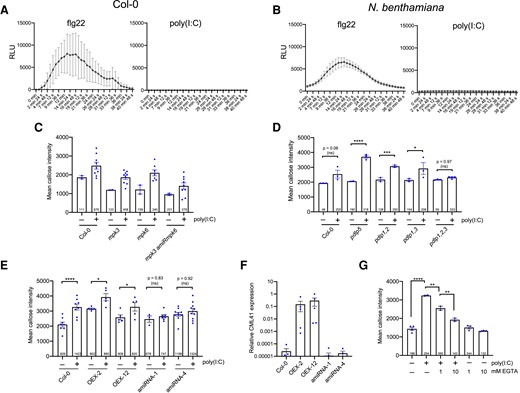 Poly(I:C)-induced PD callose deposition is ROS- and MPK3/6 cascade-independent but requires PDLP1/2/3 and CML41. A and B) Unlike flg22, poly(I:C) treatment does not induce any ROS production in Arabidopsis A) or N. benthamianaB). RLU, relative luminescence units. Mean values (dots) and error bars (standard deviation) obtained for each time point for 10 replicates (leaf disks) per treatment. C) Poly(I:C)-induced callose deposition at PD is not affected in mpk3 and mpk6 single mutants, and neither in a mpk3 mutant in which MPK6 is silenced by an artificial miRNA (mpk3 amiRmpk6). Mean callose content in PD 30 min after treatment with 0.5 µg/µL poly(I:C) or water and determined in 2 leaf disks from 2 control-treated plants of each genotype and 9 leaf disks from 3 poly(I:C)-treated plants for each genotype (dots). The total number of evaluated PD is given at the base of each column. Error bars show the Sem. The trends are unequivocal despite the absence of a statistical test (different sample numbers between control- and poly(I:C)-treated conditions). D) Poly(I:C)-induced callose deposition at PD is independent of PDLP5 but depends on the redundantly acting PDLP1, PDLP2, and PDLP3. Mean callose content in PD 30 min after treatment with 0.5 µg/µL poly(I:C) or water and determined in 3 (or 4) leaf disks from 3 (or 4) plants per treatment and genotype (dots). The total number of evaluated PD is given at the base of each column. Error bars show the Sem. One-way ANOVA of the mean values (P = <0.0001) followed by Sidak's test for pairwise comparisons. ****, P = < 0.0001; ***, P = < 0.001; *, P = < 0.05; ns = nonsignificant. E and F) Efficient poly(I:C)-induced callose deposition at PD depends on CML41. E) PD callose deposition levels in poly(I:C)-treated and control-treated leaf disks of 2 CML41-overexpressing lines (OEX2 and OEX12) and of 2 lines in which the expression of CML41 is reduced by expression of artificial miRNA (amiRNA1 and amiRNA4). As compared to the WT (Col-0) and the CML41-overexpressing lines, the inducibility of PD callose deposition by poly(I:C) is strongly decreased in the amiRNA lines. Mean callose content in PD 30 min after treatment with 0.5 µg/µL poly(I:C) or water and determined in up to 9 leaf disks from 3 plants per treatment and genotype (dots). The total number of evaluated PD is given at the base of each column. Error bars show the Sem. One way ANOVA of the mean values (P = <0.0001) followed by Sidak's test for pairwise comparisons. ****, P = < 0.0001; *, P = < 0.05; ns = nonsignificant. F) Relative levels of CML41 expression in plants of the OEX2, OEX12, amiRNA1, and amiRNA4 lines in comparison to WT (Col-0), as determined by RT-qPCR. Mean values and standard errors obtained by RT-qPCR with 3 to 6 biological replicates (dots). G) poly(I:C)-induced callose deposition is reduced in the presence of EGTA. Mean callose content in PD as determined in 3 Col-0 leaf disks per treatment (dots). The total number of evaluated PD is given at the base of each column. Error bars show the Sem. One-way ANOVA of the mean values (P = <0.0001) followed by Sidak's test for pairwise comparisons. ****P = < 0.0001; **P = < 0.001.