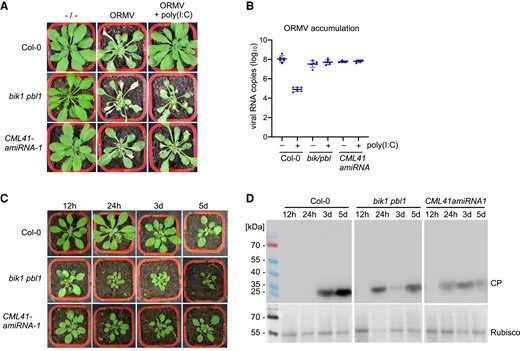 BIK1/PBL1 and CML41 are required for antiviral defense. A and B) disease symptoms (A) and viral RNA accumulation (B) at 28 dpi in wild-type plants and mutants inoculated with ORMV in the presence and absence of 0.5 µg/µL poly(I:C). Unlike in wild-type plants (Col-0) the antiviral effect of poly(I:C) treatment is lost in bik1 pbl1 mutants and CML41-amiRNA-1 expressing plants. Viral RNA accumulation (B) is depicted for 6 biological replicates per condition. Mean values and standard errors are shown. C and D) BIK1 and CML41 inhibit virus movement. C) Representative symptom phenotypes at 21 dpi of Arabidopsis Col-0 plants, bik1 pbl1 mutant plants and plants transgenic for CML41-amiRNA-1 that were locally inoculated with ORMV and from which the inoculated leaves were removed at the indicated times in hours (h) and days (d). Whereas systemic leaves of Col-0 plants show symptoms on plants that carried the inoculated leaves for 3 or more days following inoculation, the systemic leaves of the bik1 pbl1 mutant and of the CML41-amiRNA-expressing plants show symptoms already if the inoculated leaves were present for only 24 h. D) Immunoblot analysis of the youngest systemic leaves at 21 dpi using antibodies against viral coat protein (CP) (youcai mosaic virus antibody, AS-0527, DSMZ, Braunschweig, Germany). The pattern of CP expression in the systemic leaves confirms that in WT Col-0 plants the virus needs between 24 h and 3 d to exit the inoculated leaves and move systemically, whereas the time needed for systemic movement is reduced to less than 24 h in the bik1 pbl1 mutant and of the CML41-amiRNA expressing plants, thus indicating a role of BIK1 and CML41 in restricting virus movement.
