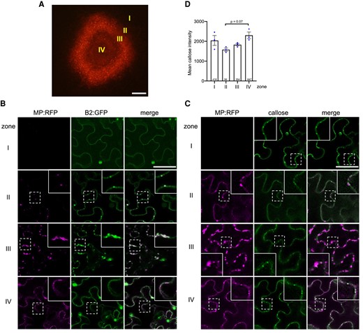 Viral MP expression correlates with a suppression of PD-associated callose levels. A) The local site of infection by TMV-MP:RFP (at 4 dpi) in N. benthamiana. Different zones ahead of infection (zone I), at the infection front (zone II), behind the infection front (zone III), and in the center of infection (zone IV) are indicated. Scale bar, 200 µm. B) Viral dsRNA accumulation in the different zones of local TMV infection. Inlay images show magnifications of image areas framed by a dashed line. Scale bar, 20 µm. The MP of TMV is tagged with RFP (MP:RFP), and the accumulating dsRNA is imaged through the binding of the Flock house virus B2 protein fused to GFP (B2:GFP). In cells of zone I (noninfected cells ahead of infection), B2:GFP shows a nucleo-cytoplasmic distribution, which is the typical distribution of this protein in the absence of dsRNA (Monsion et al. 2018). In cells at the virus front (zone II), B2:GFP colocalizes to MP:RFP to spots at the cell wall (likely at PD), indicating the localization of early VRCs engaged in virus replication and virus movement. In zone III, the VRCs have grown in size and accumulate high amounts of dsRNA consistent with high levels of virus replication to produce virus progeny. In zone IV, the MP is no longer expressed, but residual MP:RFP is still seen in PD. The B2:GFP-tagged VRCs now appear rounded. C) The pattern of MP:RFP and callose accumulation in the different zones. Inlays show magnifications of the image areas highlighted by dashed boxes. Scale bar, 40 µm. In zone II, where MP localizes to PD to facilitate virus movement, and to some extend also still in zone III, the PD-associated callose levels are decreased as compared to the other zones. D) Mean callose content of PD in the different zones of 3 different infection sites (dots). The total number of evaluated PD is given at the base of each column. Error bars show the Sem. One way ANOVA of the mean values (P = 0.0581) followed by Sidak's test for pairwise comparison.