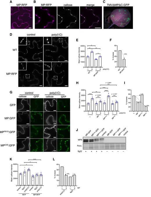 Suppression of poly(I:C)-induced immunity by MP. A to F) Inhibition of dsRNA-induced callose deposition in MP:RFP-transgenic N. benthamiana plants. A to C) MP:RFP is functional. A) Transgenically expressed MP:RFP localizes to distinct locations at the cell wall. Scale bar, 10 µm. B) The MP:RFP localizes to PD as revealed by callose staining with aniline blue. Scale bar, 10 µm. C) The stably expressed MP:RFP in this line is functional and complements infection upon inoculation with in vitro transcribed infectious RNA of the MP-deficient TMVΔΜΔC-GFP (Vogler et al. 2008), as can be seen by the occurrence of distinct GFP fluorescent infection sites at 7 dpi. D to F) Inhibition of dsRNA-induced callose deposition in MP:RFP-transgenic plants. D) Leaf epidermal cells of nontransgenic (WT) and MP:RFP-transgenic N. benthamiana plants treated or nontreated with poly(I:C) and stained with aniline blue. Inlay images show magnifications of image areas framed by a dashed line. Scale bar, 10 µm. Treatment of leaf tissues with 0.5 µg/µL poly(I:C) for 30 min causes a stronger increase in the level of PD-associated callose in WT plants than in MP:RFP-transgenic plants. E) Quantification of callose in leaf epidermal cells upon aniline blue staining. Mean callose content in PD determined in 3 leaf disks from 3 plants per treatment (dots). The total number of evaluated PD is given at the base of each column. Error bars show the Sem. One way ANOVA of the mean values (P = <0.0001) followed by Sidak's test for pairwise comparisons. **P = < 0.01; *P = < 0.05. F) Relative increase in median PD callose deposition in poly(I:C)-treated tissue compared to control-treated tissue (%) in WT and MP:RFP-transgenic plants. G to I) Inhibition of poly(I:C)-induced PD callose deposition by transiently expressed MP:GFP. Leaf disks excised from the GFP, MP:GFP, MPP81S:GFP or MPC55:GFP-expressing leaves 48 h after agroinfiltration were incubated for 1 d in water, then transferred into aniline blue solution with and without 0.5 µg/µL poly(I:C) and imaged after 30 min. G) Images of leaf epidermal cells stained for callose with aniline blue (callose) together with corresponding images of the same cell area showing GFP fluorescence. The ability of MP:GFP to reduce the poly(I:C) induction of callose deposition at PD is inhibited by a single amino acid exchange mutation in MP (P81S) previously shown to affect its ability to efficiently target PD and to function in virus movement. Functional MP with a C-terminal deletion of 55 amino acids (C55) but still targeting the PD inhibits poly(I:C)-induced callose deposition like wildtype MP. H) Quantification of mean PD-associated callose levels in leaf epidermal cells upon aniline blue staining. Several leaf disks from 3 plants per condition were analyzed and the total number of evaluated PD is given at the base of each column. Error bars show the Sem. One-way ANOVA of the mean values (P = <0.0001) followed by Sidak's test for pairwise comparisons. ****P = < 0.0001; **P = < 0.01; ns = nonsignificant. I) Relative increase in median PD callose deposition in poly(I:C)-treated tissue as compared to control-treated tissue (%) in the presence of MP or MP mutants. Unlike functional MP and MPC55, dysfunctional MPP81S is not able to reduce the poly(I:C)-induced callose deposition. J) Immunoblot showing that the expression of wild type or mutant MP:GFP does not interfere with flg22-induced MPK activation. Ponc., Ponceau S-stained immunoblot membrane. K) flg22- and poly(I:C)-induced mean PD callose deposition in the presence of MP:RFP or RFP as control. Leaf disks excised from the RFP or MP:RFP-expressing leaves 48 h after agroinfiltration were incubated for 1 d in water, then transferred into aniline blue solution with and without 0.5 µg/µL poly(I:C) and imaged after 30 min. Several leaf disks from 2 plants were evaluated for each condition (dots) and the total number of evaluated PD is given at the base of each column. Error bars show the Sem. One-way ANOVA of the mean values (P = <0.0001) followed by Sidak's test for pairwise comparisons. ****P = < 0.0001; *P = < 0.05. L) Relative increase in median PD callose levels in poly(I:C)-treated or flg22-treated tissue as compared to control-treated tissue (%) in the presence of MP:RFP (+) or RFP as control (−). Expression of MP:RFP reduced the poly(I:C)- but not the flg22-induced callose deposition.