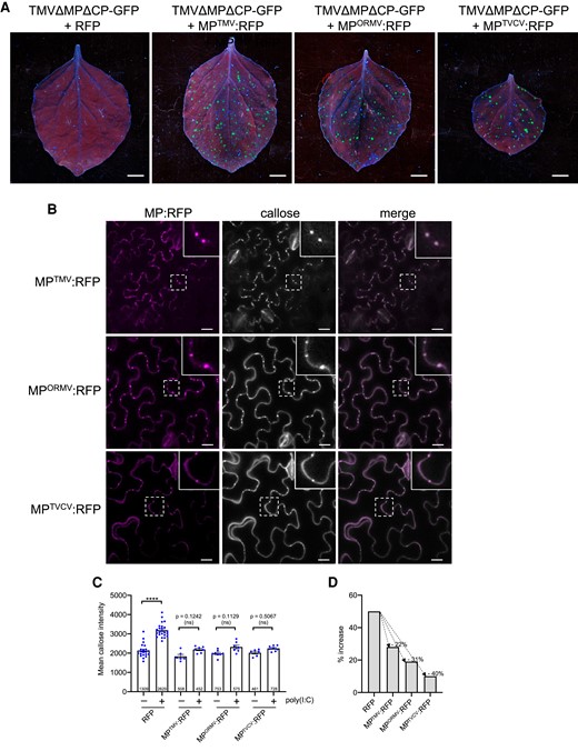 Inhibition of poly(I:C)-induced callose deposition by MPs of different viruses. A) Different MPs are functional. Unlike free RFP, RFP fusions to the MPs of TMV (MPTMV:RFP), ORMV (MPORMV:RFP), and TVCV (MPTVCV:RFP) complement the movement function of MP-deficient TMVΔM-GFP in N. benthamiana. Leaves were coinfiltrated with agrobacteria containing the respective RFP or MP:RFP-encoding plasmids together with highly diluted agrobacteria (OD600 nm = 1 × 10−5) for agro-inoculation with TMVΔMPΔCP-GFP. Pictures were taken at 5 dpi. Scale bar, 1 cm. B) MPTMV:RFP, MPORMV:RFP, and MPTVCV:RFP localize to PD as shown by the presence of callose. MP-expressing leaves were stained with aniline blue and imaged after 30 min. Inlay images show magnifications of image areas framed by a dashed line. Scale bar, 20 µm. C and D) Expression of either MPTMV:RFP, MPORMV:RFP, or MPTVCV:RFP strongly reduces the induction of PD callose deposition in the presence of poly(I:C). Leaf disks excised from the RFP (control) or MP:RFP-expressing leaves 48 h after agroinfiltration were incubated for 1 d in water, then transferred into aniline blue solution with and without 0.5 µg/µL poly(I:C) and imaged after 30 min. C) Mean callose content in PD of poly(I:C)-treated and control-treated tissue. For each treatment, several leaf disks from 3 plants were analyzed for PD-associated callose levels. RFP data are combined data from the leaf disks that were used as RFP control in the individual agroinfiltration experiments. The total number of evaluated PD is given at the base of each column. Error bars show the Sem. One-way ANOVA of the mean values (P = <0.0001) followed by Sidak's test for pairwise comparisons. D) Relative increase in median PD callose deposition in poly(I:C)-treated tissue as compared to control-treated tissue (%) in the presence of the different RFP-fused MPs or RFP as control. ****P = < 0.0001; ns = nonsignificant.