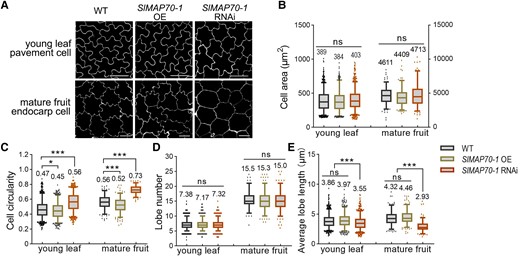 Cell shape analysis with aberrant expressions of SlMAP70-1. A) Leaf pavement cells of 10-d-old seedlings after germination and endocarp cells of mature fruits. Cell contours were visualized by propidium iodide (PI) staining. Bars: 50 µm for endocarp pavement cells. Bars: 25 µm for young leaf pavement cells. B to E) Quantification of cell lobe characters (number and average length), cell size (area), and shape circularity. Overexpression of SlMAP70-1 caused more irregular cell morphology, and the downexpression of SlMAP70-1 led to more circular cells. More than 180 cells from 6 confocal images of 3 different plants were analyzed; each dot represents a measurement of a cell. ns, no significance; *P < 0.05; **P < 0.01; ***P < 0.001 by Tukey's test with a 95% confidence interval. The center line of boxplot indicates median value.