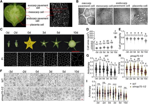 CMT arrangement in tomato fruit cells during fruit growth. A) A demonstration of different fruit tissues that were studied. B) Images of fruit cells from the tissues are shown in A). Bars: 10 µm. C) Endocarp pavement cells of tomato fruits at different developmental stages. PI, propidium iodide. Red bar: 1 cm. White bars: 25 µm. D, E) Quantitative analyses of endocarp pavement cell size and circularity of the WT fruits at different development stages. The letters indicated a significant difference by Tukey's test (P < 0.05). Values are given as the mean ± Sd of more than 300 cells from 6 confocal images of 3 different plants. F) The organization of CMT arrays (labeled by GFP-MAP65-1) was analyzed at various development stages in the WT and slmap70-1 slmap70-2 double mutant. Black bars: 10 µm. Red bars: 25 µm. G to I) Quantitative analyses of CMT anisotropy for the indicated genotypes at the different development stages. The lowercase letters in G) and H) indicate the difference of P < 0.05 by Tukey's test. The asterisk in I) indicates the difference between WT and slmap70-1 slmap70-2 double mutant at the same point by t-test with P < 0.01 for ** and P < 0.001 for ***. Values are given as means ± Sd of more than 180 cells from 9 confocal images of 3 different plants.