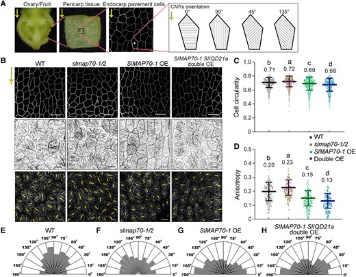 SlMAP70-1 and SlIQD21a proteins regulate CMT arrays at the early fruit development stage. A) A demonstration of sample preparation for imaging fruit endocarp cells. The average microtubule angle was valued between 0° and 180°. 0° is perpendicular to the proximo-distal direction (yellow arrows) of the fruit sample. B) Analyzing endocarp epidermal cell shape (top) and microtubule organization (middle) at fruit development stage Day 0 (the day of anthesis after manual pollination for 24 h). The CMT arrays in all genotype lines were labeled by GFP-MAP65-1. The length and orientation of yellow lines (bottom) represent the anisotropy and orientation of the CMT arrays in each cell that are quantified with FibrilTool. Bars for cells: 25 µm. Bars for CMT: 10 µm. C, D) Quantitative analysis of the cell circularity and CMT anisotropy in B). The lowercase letters indicate the difference of P < 0.05 by Tukey's test. More than 450 cells from 4 ovaries per genotype were analyzed. E to H) Quantitative analyses of the percentage of CMT orientation (angles from 0° to 180°) in B) for the indicated genotypes at Day 0 stages. More than 180 cells were analyzed from 6 ovaries per genotype were analyzed.