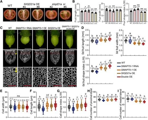 Enhancing the ovary elongation by SlIQD21a coexpressed with SlMAP70-1. A) The phenotype of mature fruits of SlIQD21a OE and sliqd21a mutant lines. Bar: 1 cm. B) Analysis of mature fruit shape characters of SlIQD21a OE and mutant transgenic lines compared to WT, respectively. cr represent sliqd21 mutants by CRISPR/Cas9; OE represent SlIQD21a overexpressing line. Data are shown as mean ± Sd, n > 20. ***P < 0.001; **P < 0.01; *P < 0.05 by Tukey's test. C) Microscope images of anthesis-stage ovaries (top) and paraffin sections along the longitudinal axis (middle). Images in the bottom row are cells from the proximal end (red dotted rectangle) of ovaries with high magnification. Yellow arrows indicate the proximal-distal direction of ovary growth. White bars: 1 mm. Red bars: 0.1 mm. D) Statistical analysis of 0-d fruit length, width, and aspect ratio in C). More than 40 ovaries at anthesis from 3 plants for each genotype were analyzed; each dot represents a measurement of an ovary. E to G) Statistical analysis of cell length, width and aspect ratio in the parenchyma zone (red dotted rectangle) of anthesis ovaries in C). H and I) Statistical analysis of cell numbers along the proximal-distal and medial-lateral direction of whole ovaries in C). More than 150 cells from 15 ovaries for each genotype were analyzed. The lowercase letters indicate the difference of P < 0.05 by Tukey's test. The center line of boxplot indicates median value.