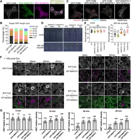 Overexpression of SlMAP70-1 and SlIQD21a proteins stabilizes microtubules in vivo. A) Coexpression of RFP-SlIQD21a and GFP-SlMAP70-1 resulting in long and bundling microtubules that are prone to form whorls-like arrays in N. benthamiana leaf epidermal cells. Bars: 10 µm. B) Statistical analysis of microtubule filament length in A). The colors indicate the different length ranges of microtubule microfilaments. More than 100 filaments were analyzed. C) Representative confocal images from a time lapse in N. benthamiana leaf pavement cells showing dynamic microtubules in color and preexisting microtubules in gray. The red line indicates newly grown CMT, and the cyan line indicates shrink CMT. A total of 10 repeats were performed for each construct. The frames are separated by 45 s. Bars: 10 µm. D) Oryzalin treatment of different SlMAP70-1 and SlIQD21a genotypes. Germinated seedlings were grown on a regular medium supplemented with 0 or 300 nm oryzalin for 4 d. Bars: 1 cm. E) Statistical analysis of root lengths of indicated genotypes under oryzalin treatment in D). Different letters in dot plots indicate significance. Ns, no significant, P < 0.05 by Tukey's test. More than 20 seedlings per genotypes were analyzed. F) Effect of oryzalin on RFP-TUA5 labeled microtubules of N. benthamiana leaf pavement cells expressing CFP-SlIQD21a or GFP-SlMAP70-1. Representative confocal images were captured before and after treatment with 100 µm oryzalin (Ory) at different times, respectively. Bars: 10 µm. G) Quantification of CMTs after oryzalin treatment for 0, 10, 20, or 40 min, respectively. The vertical scale represents the relative ratio of CMT density across a fixed line (∼25 µm). More than 40 lines from 20 cells of each sample were analyzed; each dot represents a CMT density value across a line.