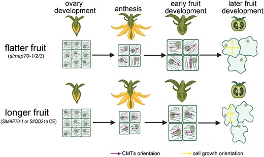 A schematic model of SlMAP70 and SlIQD21a proteins associating with microtubule orientation and cell growth to control the fruit shape. Tomato fruits were developed from ovaries after successful pollination, and their morphology is regulated by multiple MAPs, such as SlMAP70 and SlIQD21a. During ovary development (as viewed from the endocarp), fruit cells are small and circular with little difference in the CMT array. In the slmap70 mutant, the CMT array became more aligned at the single-cell level, but the average CMT angle varies from cell to cell at the tissue level, thereby promoting cell growth in the random direction and producing flatter fruits. By contrast, overexpressing SlMAP70-1 or SlIQD21a reduces CMT anisotropy at the cellular level but is more uniform across the whole tissue, which resulted in longer fruit.