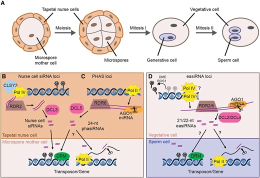 Male reproductive development, siRNA biogenesis, and proposed intercellular movement. A, Male germ line development. A microspore mother cell undergoes meiosis to generate four haploid microspores (shown in tetrad stage). Each microspore has an asymmetric mitotic division to create the vegetative cell and the generative cell. The generative cell later divides to create the two sperm cells. Together, the vegetative cell and sperm cells form the male gametophyte or mature pollen grain. Microspore mother cells, microspores, and immature pollen are surrounded by a layer of sporophytic cells called the tapetum or tapetal nurse cells. B, The Arabidopsis tapetum produces 24-nt nurse cell siRNAs through the canonical RdDM pathway. Pol IV and CLSY3 produce RNA precursors which are converted into dsRNA by RDR2 before processing by DCL3 to generate 24-nt nurse cell siRNAs. Nurse-cell siRNAs move into microspore mother cells, inducing DNA methylation with the aid of DRM1 and/or DRM2 (DRM). C, In the tapetum of many other angiosperms, reproductive phasiRNAs are produced from PHAS loci. Pol II transcribes PHAS loci to generate precursor transcripts, which are targeted by miRNAs for cleavage. The cleaved transcripts are converted into dsRNA by RDR6, and those targeted by miR2275 are further processed by DCL5 to generate 24-nt phasiRNAs. These phasiRNAs move intercellularly into germ cells, and might induce DNA methylation (left arrow) or post-transcriptional gene silencing through transcript cleavage (right arrow). D, Epigenetically-activated (ea)siRNAs are produced from reactivated transposons in the vegetative nucleus, where DME and ROS1 actively demethylate transposons and some protein coding genes. The demethylated loci are transcribed by either Pol II or Pol IV and the resulting RNAs are cleaved by miRNA/AGO1 complexes, triggering their conversion into dsRNA by RDR2 or/and RDR6. DCL2 and DCL4 then produce 22- and 21-nt easiRNAs from the dsRNA, respectively. These vegetative cell-derived easiRNAs can induce gene silencing in the sperm cell, either through transcriptional gene silencing (left arrow) or post-transcriptional gene silencing (right arrow).