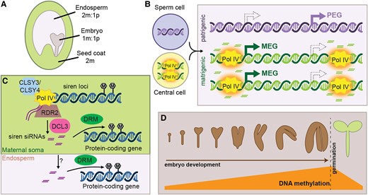 24-nt siRNA production during seed development. A, The developing seed is composed of three tissues, with distinct genetic complements. m, maternal or matrigenic; p, patrigenic. B, Pol IV activity in the central cell is hypothesized to establish an epigenetic state that is maintained on matrigenic chromosomes in the endosperm (orange halo). This epigenetic state causes allele-specific siRNA production in the endosperm and might also influence imprinted gene expression. However, whether methylation caused by allele-specific siRNAs reinforces allele-specific gene expression is unclear. (MEG, PEG; filled arrows depict the expressed state while hollow arrows with dashed outline show the non-expressed allele). C, Siren siRNAs are produced in the immature seed coat and trigger DNA methylation at protein-coding genes via DRM proteins. Siren siRNAs might also move intercellularly, resulting in maternally specific accumulation of siRNAs in the endosperm. Siren siRNA methylation of protein-coding genes in the endosperm might influence seed development. D, During embryo development, canonical RdDM is upregulated at many transposons, resulting in hypermethylation of the genome in mature embryos. This methylation is rapidly lost upon germination.