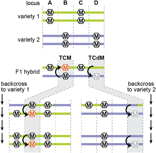 Trans-chromosomal methylation and demethylation. Four hypothetical loci (A–D) that are differentially methylated between two varieties. At loci A and C, there is no allelic interaction, and methylation depends on the genetic background (green is methylated, purple is unmethylated). At locus B, TCM triggers methylation on the previously unmethylated allele (orange hexagon). In repeated backcrosses to the unmethylated background, the newly methylated allele continues to induce methylation of naive alleles. At locus D, TCdM results in demethylation of the high methylation alleles (grey dashed hexagon). This unmethylated state continues to cause TCdM in subsequent generations of backcrossing to the methylated allele.