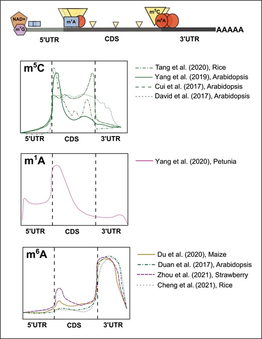Previously detected RNA covalent modification profiles on plant mRNAs. Representation of gene structure showing typical locations of detected modifications (upper panel), and graphical representation of transcriptome coverage plots (lower panels) from previous experiments depicting the relative positional enrichments of the m5C, m1A, and m6A mRNA modifications in plant systems. Relative peak height/intensity are graphical interpretations from cited sources and do not represent actual data points.