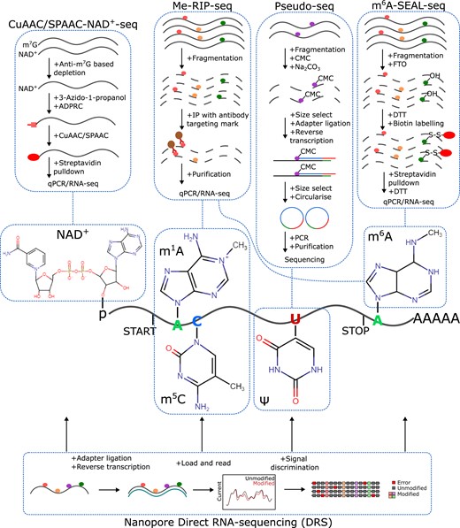 Detecting post-transcriptional mRNA modifications in plants. Key steps in a few of the approaches for investigating covalent nucleotide modifications in plant mRNAs include NAD+ capping (NAD+), m1A, m5C, pseudouridine (Ψ), and m6A. These approaches include the click chemistry-based NAD+ -seq, the antibody-based immunocapture approaches for numerous modifications (Me-RIP-seq), the chemical-based probing of pseudouridine (Pseudo-seq), and the demethylase-mediated pulldown of m6A sites (m6A-SEAL-seq). Continual developments in nanopore-seq offer the potential to simultaneously detect numerous mRNA modifications with a single experimental approach. It is notable that this sequencing technology is already being used in studies of various RNA modifications as noted throughout the text herein.