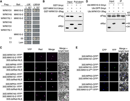 OsMKK10-2 and OsMPKs interact with OsWRKY31. A) OsWRKY31, OsWRKY45, OsWRKY76.1, and OsMKK10-2 were fused to the Gal4 activation domain (prey) or DNA-binding domain (bait). The resulted plasmids in appropriate combinations were introduced into yeast cells and then incubated in synthetic dropout medium without Leu and Trp (-LW) or lacking Leu, Trp, His, and adenine (-LWHA) and photographed 3 d after plating. Yeast cells containing AD-T7 plus BD-53, and AD-T7 plus BD-Lam plasmids were used as the positive and negative controls, respectively. B) OsMKK10-2 and OsWRKY31 were sandwiched with GST and 3×Myc (GST-MKK10-2-3myc) or GST and 3×Flag (GST-WRKY31-3flag) tags. Purified protein (each about 1 μg) was combined accordingly and incubated at 4 °C for 2 h in immunoprecipitation buffer. The protein mixture was precipitated with anti-c-Myc agarose affinity gels, separated on 10% SDS-PAGE gels, and detected by immunoblots with αMyc and αFlag antibodies. C) OsWRKY31, OsWRKY45, OsMKK10-2, OsMPK3, OsMPK4, and OsMPK6 were fused in frame with the YFP N-terminal region (YFPN) or the YFP C-terminal region (YFPC). The Agrobacteria with combined plasmids were infiltrated into the leaves of N. benthamiana. Confocal images were taken at 2 d after the infiltrations. Red fluorescence signals indicative of the nuclei were from co-infiltrated 35S:dsRed-NLS (NLS: nuclear localization signal). D) Plasmids of Ubi:MKK10-2-3myc, Ubi:WRKY31-3flag, and Ubi:GFP-3flag control were introduced separately in A. tumefaciens and co-expressed in appropriate combinations in leaves of N. benthamiana. Total proteins were extracted and immunoprecipitated with anti-c-Flag affinity gels. The precipitates were subjected for immunoblots with αMyc and αFlag antibodies. E) OsWRKY31 or OsWRKY45 and OsMPK3 were fused with CFPC and CFPN, respectively. OsMKK10-2KR, a kinase-dead mutant with Lys81 to Arg81 substitution, was fused with YFPN. Images photographed at 2 d after the infiltrations are CFP (left), YFP (middle), and merged with bright field (right). Bar = 10 μm.