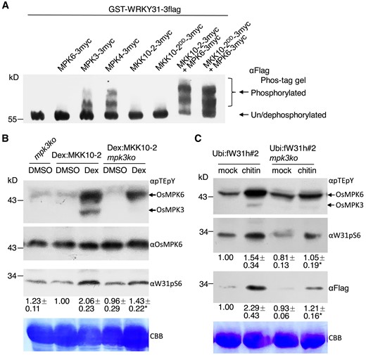 OsMKK10-2 activates phosphorylation of OsMPKs and OsWRKY31. A) The recombinant proteins were expressed with GST plus 3×Myc or 3×Flag tag. GST-WRKY31-3flag with appropriate combination of kinase(s) were subjected to phosphorylation at 30 °C for 2 h. Proteins were separated on Phos-tag gels and blotted with αFlag antibody. The retarded bands indicated the phosphorylated GST-WRKY31-3flag. OsMKK10-2DD: mutations of Arg203 and Ser209 to Asp for constitutive activation. B) Seven-day-old seedlings cultured hydroponically were treated with 10 µM dexamethasone (Dex) or DMSO as the mock. Proteins extracted were separated on 10% SDS-PAGE gels and blotted with αpTEpY, αOsMPK6, or αW31pS6 (generated for detection of OsWRKY31 S6 phosphorylation) antibody. Representative data from four independent experiments. C) Ubi:fW31h#2 mpk3ko and Ubi:fW31h#2 seedlings were grown hydroponically for 7 d, and then treated with 200 µg mL−1 chitin. The proteins extracted were analyzed by immunoblots with αpTEpY, αW31pS6, and αFlag. CBB, Coomassie brilliant blue staining for loading control. Representative data from three independent experiments. Relative intensity (numbers below the gels) of bands was analyzed using ImageJ software. The values below indicate the relative gray density of three experiments. The value marked with * indicates statistically significant difference between Dex treatment B) and chitin C), analyzed by the Student's t-test (*, P < 0.05). Dex:MKK10-2 for Dex:MKK10-2-myc; mpk3ko for OsMPK3 knockout; Ubi:fW31h for Ubi:Flag-WRKY31-6×His.