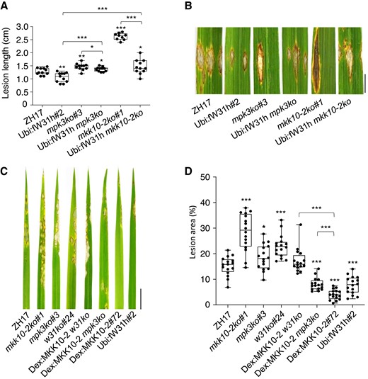 OsWRKY31 and OsMPK3 are involved in OsMKK10-2 activated disease resistance. Lesion length A) and disease symptoms B) of the transgenic and wild-type ZH17 plants after infiltration with M. oryzae SZ strain. Plants of tillering stage (about 3-mo-old) in paddy field were injected with SZ spores (1 × 105 conidia mL−1) in year 2020. The segments of leaves were photographed and quantified at 9 d after the infiltrations. The median was the crossline in each boxplot showing the lesion length distributions (n ≥ 9). Disease symptoms C) and lesion areas D) of the transgenic and ZH17 plants infected with SZ strain by spraying. Eighteen-day-old plants were inoculated with SZ spores (5 × 105 conidia mL−1) by foliar spraying; the Dex-inducible lines were treated with 20 µM Dex for 12 h before the pathogen inoculation and the other plants were received with DMSO as the mock. Evaluation of disease severity and photography taken were conducted at 7 d after the inoculation. Ubi:fW31h mkk10-2ko for Ubi:fW31h and mkk10-2ko genetic crossing progeny; other plants described in Fig. 2. The median was the crossline in each boxplot showing the lesion area distributions (n = 16). Significance was evaluated by comparing with ZH17 or each other as bracketed using the Student's t-test (*, P < 0.05; **, P < 0.01; ***, P < 0.001). Bar = 1 cm.
