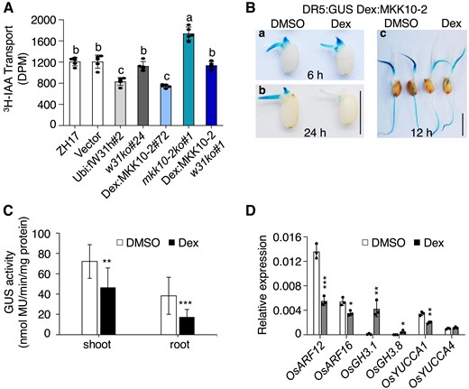Activation OsMKK10-2 suppresses auxin transport and homeostasis. A) Polar auxin transport (PAT) assay of coleoptiles. Seven-day-old seedlings growing in the dark were treated with 10 µM Dex for 12 h and then segmented for PAT assay. Values shown are means ± SD of five independent replicates. Values marked with different letters indicate statistically significant differences as analyzed by Duncan's multiple range test, α = 0.05. GUS staining B) and activity C) of DR5:GUS Dex:MKK10-2 (genetic crossing of DR5:GUS and Dex:MKK10-2) plants. Seedlings of 2 d after germination were treated with 10 µM Dex or DMSO for 6 (a) and 24 h (b). DR5:GUS Dex:MKK10-2 seedlings of 5 d old were treated with DMSO solvent or Dex for 12 h for GUS staining (c) and activity determination (n = 14) C). DR5:GUS for auxin responsive elements (DR5) controlled GUS reporter gene; Bar = 1 cm. D) Expression of auxin related genes. Dex:MKK10-2 seedlings of 12 d old were treated with 10 µM Dex for 6 h and DMSO as the mock, and the leaves were sampled for total RNA isolation. Gene expression was determined by RT-qPCR using OsUBQ as the reference gene. Results from representative experiments are shown. Experiments were repeated three times with similar results. Values are means ± SD with significant difference compared with DMSO mock using Student's t-test (*, P < 0.05; **, P < 0.01; ***, P < 0.001).