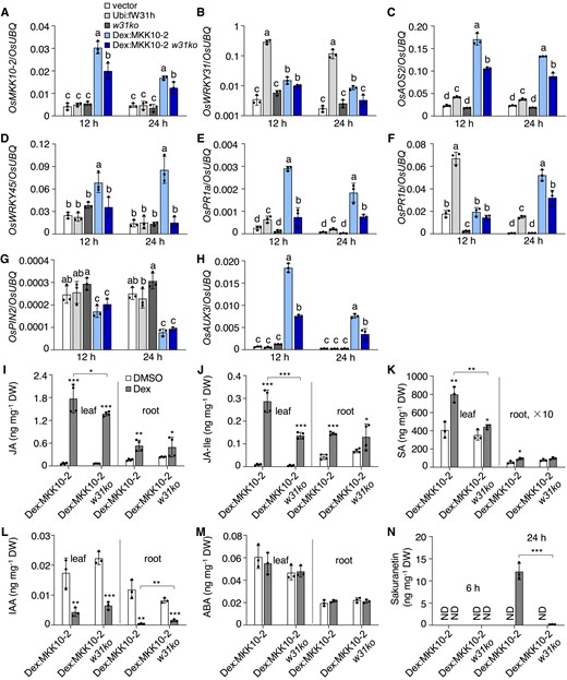 OsWRKY31 is required for OsMKK10-2-activated immune response. The transgenic and control plants were hydroponically cultured for 10 d, treated with 10 µM Dex, and sampled at designated time points for RNA and chemical isolations. Transcript level of each gene A to H) was determined by RT-qPCR using OsUBQ as the internal reference. Values represent means ± SD of three indepent treatments, each including three seedling leaves. Values marked with different letters indicate statistically significant differences as analyzed by the SPSS software (Duncan's multiple range test, α = 0.05). I to N) Contents of compounds were determined by liquid chromatography–tandem mass spectrometry using D6ABA as the internal standard. I to M) sampled at 6 h after the Dex treatment. N) Leaf samples at 6 and 24 h after the Dex treatment; ND, no detection; root × 10, indicating 10 times upscale the value in root. Data are means ± SD of three or four biological repeats. Significance test was evaluated using the Student's t-test by comparing with DMSO treatment or each other as bracketed (*, P < 0.05; **, P < 0.01; ***, P < 0.001).