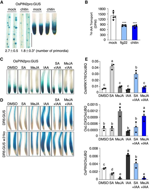 OsMKK10-2 and OsWRKY31 are involved in PAMP regulation of defense and auxin pathways. A) Changes of OsPIN2pro:GUS expression pattern and primordia formation by chitin treatment. Five-day-old OsPIN2pro:GUS seedlings were treated with 200 µg mL−1 chitin for 12 h and stained at 37 °C for 4 h. Values are means ± SD of three biological replicates. B) Chitin and flg22 suppress auxin transport. Seven-day-old ZH17 seedlings grown in the dark were treated with 1 µM flg22 or 200 µg mL−1 chitin for 12 h, and then the coleoptiles were collected for PAT assay as described in Fig. 4. Error bars represent standard deviation of five replicate experiments. Significance test was evaluated using the Student's t-test (***, P < 0.001). Suppression of OsPIN2C) and DR5D) promoter activities by MeJA and SA. Five-day-old OsPIN2pro:GUS, DR5:GUS, and DR5:GUS w31ko seedlings were treated with MeJA (200 µM), SA (500 µM), or in combination with IAA (1 µM), and the mock received the same amount of DMSO at 28 °C for 12 h. Representative GUS staining images of OsPIN2pro:GUS primary roots stained at 37 °C for 4 h, and DR5:GUS and DR5:GUS w31ko staining at 37 °C for 1 h. Bar = 0.5 mm C and D). E) Expression of SA (OsWRKY76), JA (OsLOX2), and IAA (OsPIN2) marker genes in roots. Five-day-old DR5:GUS seedlings were treated with phytohormones as described in D). Gene expression was determined by RT-qPCR analysis using OsUBQ as the reference. Data are means ± SD of three independent treatments. Values marked with different letters indicate statistically significant differences as analyzed by the SPSS software (Duncan's multiple range test, α = 0.05).