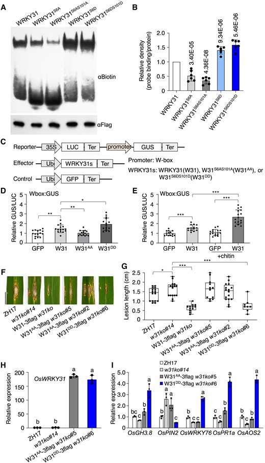 Phosphomimetic OsWRKY31 enhances DNA-binding activity and disease resistance. A) Phosphomimetic (GST-WRKY31S6D-3flag and GST-WRKY31S6DS101D-3flag), phosphonull (GST-WRKY31S6A-3flag and GST-WRKY31S6AS101A-3flag), and GST-WRKY31-3flag protein were expressed in E. coli. and purified for electrophoretic mobility shift assay using BP22-f3 probe (biotin-labeled P22-f3 probe, Supplemental Fig. S14A). The mixture of protein (about 2 µg) with probe (0.03 μM) was separated on native PAGE gels and detected with αBiotin antibody. The presence of retarded band indicating the formation of protein–DNA complex. Protein loading was analyzed using αFlag antibody. B) The relative density is the retarded band in related to the loading protein and normalized with the wild-type OsWRKY31 protein. Values are means ± SD of six repeats. P-values are shown in the graph. C) Schematic diagrams of the reporter and effector constructs. The promoter was fused with GUS reporter gene. LUC gene driven by the cauliflower mosaic virus (CaMV) 35S was used as an internal control. The W-box DNA was put ahead of 35S minimal promoter with TATA-box to generate Wbox:GUS construct. D and E) Effector of OsWRKY31 (W31), phosphomimetic OsWRKY31S6DS101D (W31DD), phosphonull OsWRKY31S6AS101A (W31AA), or GFP control was co-infiltrated with the reporter of Wbox:GUS in the leaves of N. benthamiana. The treated tobacco plants were grown 25 °C for 3 d and sampled for GUS activity. In case of chitin treatment, the leaves were sprayed with chitin solution (200 µg mL−1) 5 h before the sample collection. Values are means ± SD of different leaf discs (n ≥ 14). Overexpression of phosphomimetic OsWRKY31DD elevated resistance to M. oryzae SZ strain. F and G) The phosphomimetic W31DD-3flag, the phosphonull W31AA-3flag, and W31-3flag genes (all controlled by ubiquitin promoter) were transformed into w31ko background. The hygromycin-resistant transgenics of T2 progenies and the ZH17 control were grown to the tillering stage in the paddy filed and inoculated with spores of M. oryzae SZ (1 × 105 conidia mL−1) in year 2020. The leaf segments were photographed and quantified at 9 d after the infiltrations. The median was the crossline in each boxplot showing the lesion length distributions (n ≥ 8). Significance was evaluated by comparing with each other as bracketed using the Student's t-test (*, P < 0.05; **, P < 0.01; ***, P < 0.001). Bar = 1 cm. H and I) Gene expression. Leaves of 10-d-old seedlings cultured hydroponically were used for total RNA isolation. Gene expression was determined by RT-qPCR using OsUBQ as the reference gene. Values are means ± SD of three independent expereiments, each including three seedling leaves. Values marked with different letters indicate statistically significant differences as analyzed by the SPSS software (Duncan's multiple range test, α = 0.05).