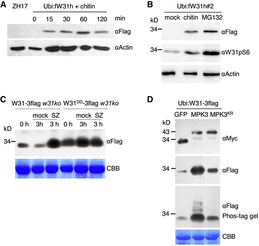 Rapid induction of OsWRKY31 protein by chitin and M. oryzae. A and B) Induction of OsWRKY31 accumulation by chitin and proteasome inhibitor MG132. Leaves of 7-d-old Ubi:fW31h#2 were treated with 200 µg mL−1 chitin, 100 µM MG132 or DMSO as the mock for 1 h B) or with 200 µg mL−1 chitin at various time points A). The extracted proteins were analyzed by immunoblots with antibodies of αFlag, αW31pS6, and αActin as the loading control. C) Induction of OsWRKY31 protein by M. oryzae. Eighteen-day-old rice plants (Ubi:W31DD-3flag w31ko and Ubi:W31-3flag w31ko) growing in soil were inoculated with spores of M. oryzae SZ (5 × 105 conidia mL−1) by spraying, and the leaves were sampled for protein analysis at 3 h after or before (0 h) the challenge. The proteins extracted were analyzed by immunoblots with αFlag antibody. Results from representative experiments are shown. Experiments were performed in three replicates. D) Increase OsWRKY31 accumulation by phosphorylation. Agrobacteria harboring Ubi:W31-3flag plasmid were co-infiltrated with agrobacteria containing 35S:MPK3-myc, 35S:MPK3KR-myc, or 35S:GFP-myc, into the leaves of N. benthamiana. Proteins were extracted from the leaves of 2 d after the infiltrations and analyzed by immunoblots with αMyc and αFlag antibodies. CBB, Coomassie brilliant blue staining for loading control. Representative data from three independent experiments.