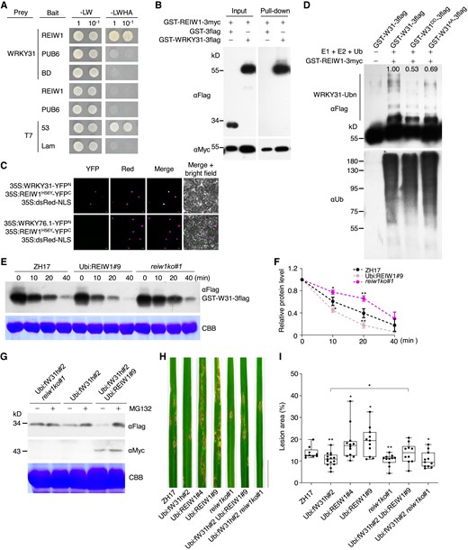 OsREIW1 regulates OsWRKY31 stability. A to C) OsREIW1 interacts with OsWRKY31. A) OsREIW1 and PUB6 as a control were fused to the Gal4 DNA-binding domain (bait). The prey-OsWRKY31 was from Fig. 1. Yeast cells were incubated in SD medium without Leu and Trp (-LW) or lacking Leu, Trp, His, and adenine (-LWHA), and photographed 3 d after plating. Yeast cells containing AD-T7 plus BD-53 and AD-T7 plus BD-Lam plasmids were used as the positive and negative controls, respectively. B) Purified GST-REIW1-3myc and GST-WRKY31-3flag protein (each about 1 μg) were mixed and incubated at 4 °C for 2 h in immunoprecipitation buffer. The protein mixture was precipitated with anti-c-Myc agarose affinity gels, separated on 10% SDS-PAGE gels, and detected by immunoblots with αMyc and αFlag antibodies. C) Agrobacteria harboring 35S:REIW1H56Y-YFPC, 35S:WRKY31-YFPN or 35S:WRKY76.1-YFPN plasmid were combined accordingly and infiltrated into the leaves of N. benthamiana. Confocal images were taken at 2 d after the infiltrations. Red fluorescence signals indicative of the nuclei were from co-infiltrated 35S:dsRed-NLS (NLS: nuclear localization signal). Bar = 10 μm. D) Ubiquitination of OsWRKY31 by OsREIW1. OsWRKY31 recombinant protein GST-W31-3flag and its phosphomimetic GST-W31DD-3flag and phosphonull GST-W31AA-3flag were incubated with E1, E2, and ubiquitin in the presence of GST-REIW1-3myc. The reaction mixture (30 μL) contained 50 ng wheat ubiquitin-activating enzyme E1, 100 ng human ubiquitin-binding enzyme E2 (UBCH5b), 5 µg Arabidopsis ubiquitin (Ub), 500 ng GST-REIW1-3myc, and 2 μg OsWRKY31 or its mutant protein in buffer (50 mM Tris-HCl pH 7.5, 10 mM MgCl2, 2 mM DTT, and 5 mM ATP) and incubated at 30 °C for 1 h. The reaction was stopped by adding the 5× SDS loading buffer. Samples were separated by 10% SDS-PAGE gels and analyzed by immunoblots using αUb or αFlag antibody. Relative intensity (numbers in the gel) of ubiquitinated bands was analyzed using ImageJ software. E and F) Cell-free degradation of OsWRKY31. Total proteins were extracted from the leaves of Ubi:REIW1-3myc, reiw1ko, and ZH17 seedlings grown hydroponically for 1 wk. Protein extracts (about 500 μg) were incubated with GST-WRKY31-3flag (2 μg) for various time points at 25 °C. The protein samples were separated and analyzed by immunoblot with αFlag antibody. Representative data from three independent experiments. Quantification of treatments at 0 min was set as 1. Values are mean ± SD (n = 3). G) Segments of leaves from 7-d-old seedlings cultured hydroponically were treated with 100 µM MG132 or DMSO solvent for 1 h and then sampled for protein isolation. The protein mixture was separated on 10% SDS-PAGE gels and detected by immunoblots with αMyc and αFlag antibodies. Representative results from three independent experiments. CBB, Coomassie brilliant blue staining for loading control. H and I) Eighteen-day-old plants were inoculated with M. oryzae SZ spores (5 × 105 conidia mL−1) by foliar spraying. Disease symptoms H) and lesion areas I) were conducted at 7 d after the inoculation. Representative data from three independent experiments. Significance was evaluated by comparing with ZH17 or each other as bracketed using Student's t-test (*, P < 0.05; **, P < 0.01). Bar = 2 cm.