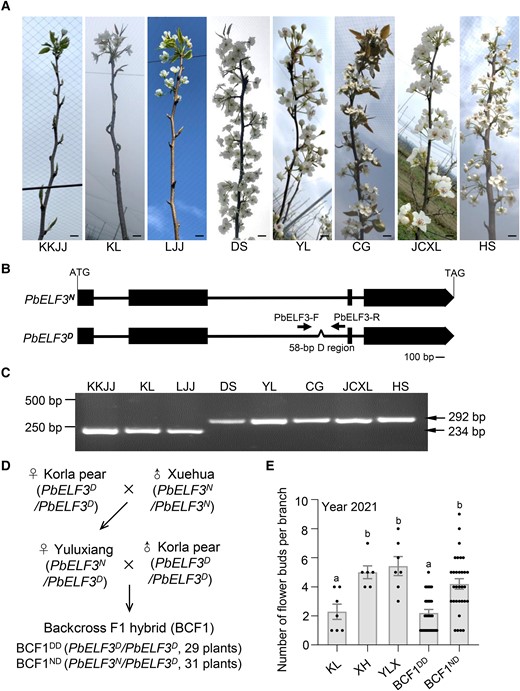 The 58-bp region in the PbELF3 gene is associated with the number of flower buds produced by pear trees. A) Representative photographs of the number of flower buds produced by different pear varieties: Kuikejuju (KKJJ), Korla pear (KL), Lvjuju (LJJ), Dangshansuli (DS), Yali (YL), Cuiguan (CG), Jinchuanxueli (JCXL), and Housui (HS). KKJJ, KL, and LJJ produce fewer flowers than DS, YL, CG, JCXL, and HS. Scale bar, 2 cm. B) Two types of gene structure for PbELF3. A 58-bp deletion was identified in the 2nd intron of the PbELF3D-type sequence. Black boxes indicate exons, lines indicate introns, and Λ indicates the 58-bp deletion. The arrows indicate the primers used to detect the 58-bp deletion. C) PCR analysis showing the presence of a 58-bp deletion in the 2nd intron of PbELF3 in KKJJ, KL, and LJJ pear varieties. The primers used are indicated in B). D) Genetic background of the backcross populations. Yuluxiang (YLX; with the PbELF3N/PbELF3D genotype) is the offspring of Korla (KL; with the PbELF3D/PbELF3D genotype, used as the female parent) and Xuehua (XH; with the PbELF3N/PbELF3N genotype, used as the male parent). The backcross F1 hybrid (BCF1) population of 60 independent trees was prepared by backcrossing YLX as the female parent to KL as the male parent. E) Number of flower buds per branch of KL, XH, YLX, and the hybrid offspring population. The population was divided into BCF1DD (PbELF3D/PbELF3D, homozygote, n = 29) and BCF1ND (PbELF3N/PbELF3D, heterozygote, n = 31) groups according to their genotype. Different letters indicate significant differences (P < 0.05), as determined using Duncan's multiple range test.