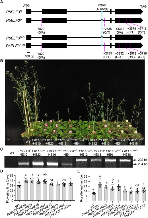 The 58-bp region, rather than SNP mutations, in the PbELF3 gene influences flowering time. A) Schematic diagram of the PbELF3 gene structure. Black boxes represent exons, dotted lines represent SNP sites with the polymorphisms under the corresponding location, and Λ indicates the 58-bp deletion. PbELF3N−D and PbELF3D+D are the artificially modified PbELF3N and PbELF3D sequences. PbELF3N−D represents PbELF3N in which the 58-bp sequence was artificially deleted; PbELF3D+D represents PbELF3D in which the 58-bp deletion of PbELF3D was artificially added. B) Flowering time phenotype of transgenic Arabidopsis plants harboring the PbELF3N, PbELF3D, PbELF3N−D, and PbELF3D+D transgenes. C) Genotype identification of PbELF3 transgenic lines using PbELF3-F and PbELF3-R primers as in Fig. 1C. D) Flowering time and E) number of rosette leaves at the opening of the first flower in the indicated independent transgenic lines overexpressing PbELF3: PbELF3N-HE12, PbELF3N-HE13, PbELF3D-HE10, PbELF3D-HE23, PbELF3N−D-HE16, PbELF3N−D-HE4, PbELF3D+D-HE6, and PbELF3D+D-HE18, grown in long-day conditions (16 h light/8 h dark). Data are means ± s.e.m. (n ≥ 10). Different letters indicate significant differences (P < 0.05), as determined using Duncan's multiple range test. Scale bar, 1 cm.