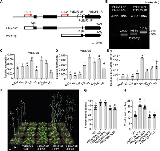 PbELF3β promotes flower induction. A) Schematic diagram showing the two transcriptional start sites (TSSs) in the PbELF3 genomic region. 5′ UTRs and coding sequences (exons) are represented by white and black boxes, respectively. Black lines indicate introns. PbELF3α encodes the full-length protein, while PbELF3β encodes a shorter predicted protein. D indicates the position of the 58-bp InDel. B) PCR analysis revealing two TSSs in the PbELF3 genomic region. The cDNA and genomic DNA samples were analyzed using the same primers, indicated in A). C), D) Reverse transcription quantitative PCR (RT-qPCR) analysis of PbELF3α(C) and PbELF3β(D) transcript levels in KKJJ, KL, LJJ, DS, YL, CG, JCXL, and HS. Data are means ± s.e.m. (n = 3). Different letters indicate significant differences (P < 0.05), as determined using Duncan's multiple range test. E) Ratios of PbELF3β and PbELF3α transcript levels in the eight pear cultivars. Data are means ± s.e.m. (n = 3). Different letters indicate significant differences (P < 0.05), as determined using Duncan's multiple range test. F) Flowering time phenotypes of nontransformed control plants, PbELF3α-HE8, PbELF3α-HE18, PbELF3β-HE22, and PbELF3β-HE23 lines under long-day conditions (16 h light/8 h dark). Scale bar, 1 cm. G), H) Flowering time (G) and number of rosette leaves (H) at the opening of the first flower for two independent transgenic lines of each genotype: PbELF3α-HE8, PbELF3α-HE18, PbELF3β-HE22, and PbELF3β-HE23 grown under long-day conditions (16 h light/8 h dark). Data are means ± s.e.m. (n ≥ 23). Different letters indicate significant differences (P < 0.05), as determined using Duncan's multiple range test.