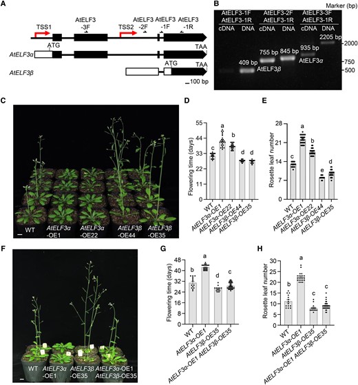 AtELF3α and AtELF3β oppositely regulate flower induction. A) The AtELF3 genomic region has two TSSs. The 5′ UTRs and coding sequences (exons) are represented by white and black boxes, respectively. Black lines indicate introns. AtELF3α encodes the full-length protein, while AtELF3β encodes the shorter form. B) PCR analysis reveals two TSSs in the AtELF3 genomic region. The cDNA and genomic DNA samples were analyzed using the same primers, as indicated in A). The AtELF3β band (755 bp) was amplified in cDNA samples using primers AtELF3-2F and AtELF3-1R. C) Phenotype of AtELF3α-OE-1, AtELF3α-OE-22, AtELF3β-OE-35, and AtELF3β-OE-44 under long-day conditions (16 h light/8 h dark). D), E) Flowering time (D) and number of rosette leaves (E) at the opening of the first flower shown in C). Data are means ± s.e.m. (n ≥ 22). Different letters indicate significant differences (P < 0.05), as determined using Duncan's multiple range test. Scale bar, 1 cm. F) Phenotype of transgenic Arabidopsis lines co-expressing AtELF3β and AtELF3α. G), H) Flowering time (G) and number of rosette leaves (H) at the opening of the first flower. Plants were grown in long-day conditions (16 h light/8 h dark). Data are means ± s.e.m. (n ≥ 14). Different letters indicate significant differences (P < 0.05), as determined using Duncan's multiple range test.