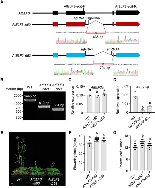 Deletion of the 2nd intron of AtELF3 results in AtELF3β downregulation and late flowering in Arabidopsis. A) Schematic diagram of the AtELF3 locus in the two AtELF3 CRISPR lines. The annotated AtELF3 gene structure is shown at the top; exons are marked as squares and introns as straight lines. The edited AtELF3-Δ60 and AtELF3-Δ53 lines are represented in the middle and bottom, respectively. Close-ups provide detailed information on the positions of the deletions as determined by Sanger sequencing of the CRISPR lines, aligned to the wild-type AtELF3 genomic sequence. B) Identification of the mutant site in AtELF3-Δ60 and AtELF3-Δ53 lines by PCR. C), D) Transcript level of AtELF3α(C) and AtELF3β(D) in AtELF3-Δ60 and AtELF3-Δ53 lines. Data are means ± s.e.m. (n = 5). Different letters indicate significant differences (P < 0.05), as determined using Duncan's multiple range test. E) Flowering time phenotypes of the nontransformed control plants (Col-0), AtELF3-Δ60, and AtELF3-Δ53 lines under long-day conditions (16 h light/8 h dark). Scale bar, 1 cm. F), G) Flowering time (F) and number of rosette leaves (G) at the opening of the first flower in plants grown under long-day conditions (16 h light/8 h dark). Data are means ± s.e.m. (n ≥ 22). Different letters indicate significant differences (P < 0.05), as determined using Duncan's multiple range test.
