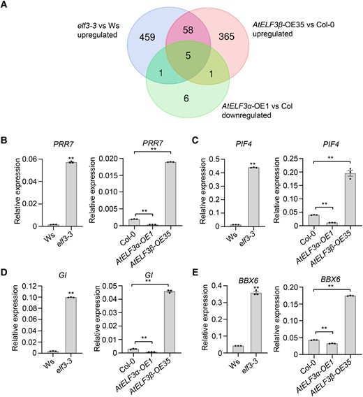 AtELF3β and AtELF3α play opposite roles in regulating the expression of PRR7, PIF4, GI, and BBX6. A) Analysis of the upregulated genes in elf3-3 and AtELF3β-OE35 plants and downregulated genes in AtELF3α-OE1 plants relative to their control plants. B)–E) RT-qPCR analysis of relative PRR7(B), PIF4(C), GI(D), and BBX6(E) transcript levels in Ws, elf3-3, Col-0, AtELF3α-OE, and AtELF3β-OE plants. Data are means ± s.e.m. (n = 3). P-values are from two-sided Student's t-tests; ** indicates P < 0.01.