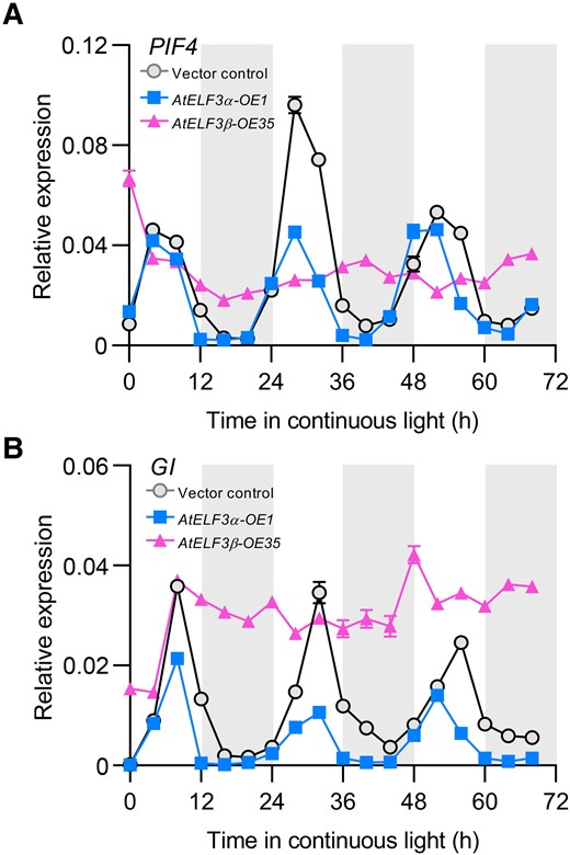 AtELF3β overexpression leads to the arrhythmic expression of PIF4 and GI. A), B) Arabidopsis seedlings were grown under 12-h-light/12-h-dark conditions for 7 d and then transferred into continuous light conditions to test the transcript levels of PIF4(A) and GI(B) in the vector control (circle), AtELF3α-OE1 (square), and AtELF3β-OE35 (triangle). PIF4 and GI have a shorter expression period in AtELF3α-OE1 compared to the vector control, while an arrhythmic expression pattern is observed in AtELF3β-OE35. Data are means ± s.e.m. (n = 3). Two independent experiments were performed, and the results were similar.
