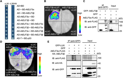 AtELF3β promotes flowering by interacting with AtELF3α to inhibit the formation of the evening complex. A) The indicated plasmids were co-transformed into yeast strain Y2HGold. Interactions between bait and prey were examined on synthetic defined (SD) medium-LW and selective medium (SD-LWHA). B) Firefly luciferase complementation imaging (LCI) assays in N. benthamiana leaves showing that AtELF3β can interact with AtELF3α. The pseudocolor bar indicates the range of luminescence intensity. C) AtELF3β interacts with and co-immunoprecipitates with AtELF3α in vivo. N. benthamiana leaves were infiltrated with 35S:GFP-AtELF3β and 35S:AtELF3α-FLAG constructs via Agrobacterium-mediated infiltration. AtELF3α-FLAG was detected in the immunoprecipitated GFP–AtELF3β complex. D) The interaction between AtELF3α and LUX decreases in the presence of AtELF3β in the LCI assays. N. benthamiana leaves were co-infiltrated with four sets of constructs at symmetric positions with equal amounts of Agrobacteria. The pseudocolor bar indicates the range of luminescence intensity. E) The interaction between AtELF3α and LUX decreases in the presence of AtELF3β in an in vivo co-immunoprecipitation. AtELF3α-FLAG was detected in the immunoprecipitated GFP–LUX complex, indicating that there is a physical association between LUX and AtELF3α in vivo. With the addition of HA-AtELF3β expression, AtELF3α-FLAG was not detected in the immunoprecipitated GFP–LUX complex. The asterisk indicates the GFP–LUX band.