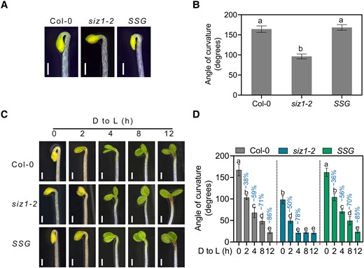 SIZ1 promotes apical hook development. A) Apical hook phenotype of 3-d-old dark-grown Col-0, siz1-2, and SIZ1pro:SIZ1-GFP siz1-2 (SSG) seedlings. Scale bars, 1 mm. B) Quantification of apical hook curvature from seedlings shown in A). Data represent means ± Se from 3 replicates, with each replicate consisting of at least 12 seedlings. Different lowercase letters indicate significant differences (P < 0.05) based on 1-way ANOVA followed by Fisher's Lsd test. C) Apical hook phenotypes of Col-0, siz1-2, and SSG seedlings. The seedlings were grown on half-strength MS medium in darkness for 3 d and then transferred to light (D to L) for the indicated times. Scale bars, 1 mm. D) Quantification of apical hook curvature from seedlings shown in C). Data represent means ± Se from 3 replicates, with each replicate consisting of at least 12 seedlings. Percentages represent the decrease in apical hook angle (light-induced angle/angle before light exposure). Different lowercase letters indicate significant differences (P < 0.05) based on 2-way ANOVA followed by Fisher's Lsd test.