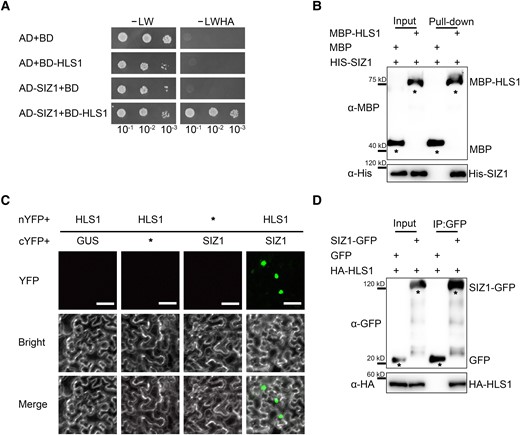 SIZ1 physically interacts with HLS1. A) Yeast 2-hybrid (Y2H) assays showing the interaction of SIZ1 with HLS1. Full-length SIZ1 was cloned into pGADT7 as prey (AD-SIZ1). Full-length HLS1 was cloned into pGBKT7 as bait (BD-HLS1). Each pair of bait and prey constructs was transformed into yeast strain AH109, grown on medium without Leu and Trp (-Leu/-Trp, -LW), and then screened on medium without Leu, Trp, His, or Ade (-LWHA). B) His pull-down assays detecting the interaction between SIZ1 and HLS1. An anti-MBP antibody was used to detect MBP-HLS1. The asterisks represent MBP or MBP-HLS1. C) SIZ1 interacts with HLS1, as determined by BiFC assays in N. benthamiana. Scale bars, 50 μm. D) Co-IP assays showing the interaction between SIZ1 and HLS1. Three-day-old dark-grown HLS1pro:HA-FLAG-HLS1 SIZ1pro:SIZ1-GFP and HLS1pro:HA-FLAG-HLS1 SIZ1pro:GFP transgenic seedlings were used for Co-IP assays. SIZ1 was detected with an anti-GFP antibody, and HA-HLS1 was detected with an anti-HA antibody. The asterisks represent GFP or GFP-SIZ1.