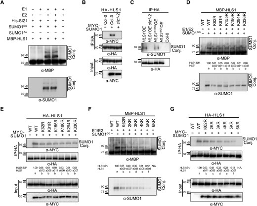 SIZ1 facilitates the SUMOylation of HLS1. A) In vitro SUMOylation assays showing the SUMOylation of HLS1. SUMOylated HLS1 was detected with anti-MBP and anti-SUMO1 antibodies. SUMO1GG and SUMO1AA represent the mature form of SUMO1 and the conjugation-deficient mutant of SUMO1, respectively. B) In vivo SUMOylation assays showing SIZ1-mediated HLS1 SUMOylation in vivo. HA-HLS1 and MYC-SUMO1 constructs were transiently transfected into Arabidopsis protoplasts prepared from Col-0 or siz1-2. Total proteins were extracted and then incubated with HA agarose beads. Anti-HA and anti-MYC antibodies were used to examine HLS1 SUMOylation. C) SUMOylation of HLS1 in HLS1OE, HLS1OE siz1-2, HLS1K186ROE, and HLS16KROE. Total proteins were extracted from 3-d-old dark-grown seedlings and then incubated with HA agarose beads. Anti-HA and anti-SUMO1 antibodies were used to examine HLS1 SUMOylation. D) In vitro SUMOylation assays showing the effects of point mutations of predicted SUMOylation sites on the SUMOylation of HLS1. HA-HLS1 and MYC-SUMO1 constructs were transiently transfected into Arabidopsis protoplasts prepared from Col-0. The SUMOylated HLS1(HLS1-S1)/HLS1 ratio was determined using ImageJ, with wild-type HLS1-S1 and HLS1 abundance set to 1. Data represent means ± Sd from 3 independent experiments. Different lowercase letters indicate significant differences (P < 0.05) based on 1-way ANOVA followed by Fisher's Lsd test. E) In vivo SUMOylation assays showing the effects of HLS1 point mutations on the SUMOylation of HLS1. HA-HLS1 and MYC-SUMO1 constructs were transiently transfected into Arabidopsis protoplasts prepared from Col-0. Total proteins were extracted and then incubated with HA agarose beads. Anti-HA and anti-MYC antibodies were used to examine HLS1 SUMOylation. F) In vitro SUMOylation assays showing the effects of HLS1 multiple mutations on the SUMOylation of HLS1. N.A., not available. G) In vivo SUMOylation assays showing the effects of HLS1 multiple mutations on the SUMOylation of HLS1. The SUMOylated HLS1(HLS1-S1)/HLS1 ratio was determined using ImageJ, with wild-type HLS1-S1 and HLS1 abundance set to 1. Data represent means ± Sd from 3 independent experiments. Different lowercase letters indicate significant differences (P < 0.05) based on 1-way ANOVA followed by Fisher's Lsd test.