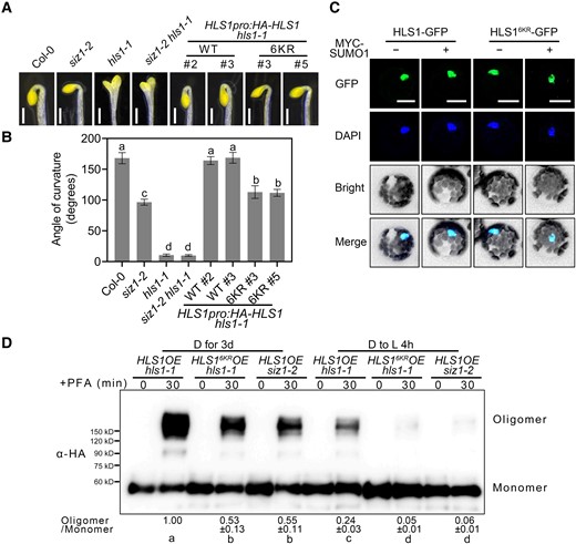 SUMOylation of HLS1 is required for its function. A) Apical hook phenotypes of 3-d-old dark-grown siz1-2, siz1-2 hls1-1, HLS1pro:HA-HLS1 hls1-1, and HLS1pro:HA-HLS16KR hls1-1 seedlings. Scale bars, 1 mm. B) Quantification of apical hook curvature from seedlings shown in A). Data represent means ± Se from 3 replicates, with each replicate consisting of at least 12 seedlings. Different lowercase letters indicate significant differences (P < 0.05) based on 1-way ANOVA followed by Fisher's Lsd test. C) Subcellular localization of HLS1-GFP and HLS16KR-GFP. HLS1-GFP and HLS16KR-GFP constructs were transiently transfected into Arabidopsis protoplasts prepared from Col-0. The cell nucleus was labeled by DAPI staining. Scale bars, 20 μm. D) Chemical crosslinking assays showing the oligomerization status of HLS1 in HLS1OE hls1-1, HLS16KROE hls1-1, and HLS1OE siz1-2 seedlings. Seedlings were grown on half-strength MS medium in darkness for 3 d and then transferred to light (D to L) for 4 h. Seedlings were harvested and submerged in 0.5% (w/v) PFA solution for 30 min. An anti-HA antibody was used for immunoblotting. The oligomer/monomer ratio was determined using ImageJ, with oligomeric and monomeric HLS1 protein abundance in HLS1OE hls1-1 set to 1. Data represent means ± Sd from 3 independent experiments. Different lowercase letters indicate significant differences (P < 0.05) based on 1-way ANOVA followed by Fisher's Lsd test.