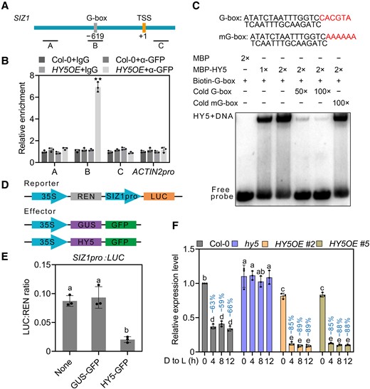 HY5 suppresses SIZ1 transcription. A) Schematic diagram of the SIZ1 promoter, with PCR amplicons indicated as letters A–C used for ChIP-qPCR. The positions of the transcription start site (TSS) and the G-box are indicated. B) ChIP-qPCR analysis of the enrichment of HY5 on SIZ1 chromatin in Col-0 and HY5OE seedlings. Col-0 and IgG were used as negative controls, TA3 was used for normalization, and ACTIN2pro was used as an internal control. Data represent means ± Se from 3 independent experiments; **P < 0.01 based on Student's t test. C) EMSA showing that recombinant MBP-HY5 binds to the G-box of the SIZ1 promoter in vitro. D) Schematic diagrams of the constructs used in the luciferase (LUC) reporter assays. E) Quantification of LUC activity. The SIZ1pro:LUC construct was co-transfected with GUS-GFP or HY5-GFP into Arabidopsis protoplasts prepared from Col-0. Data represent means ± Sd from 3 independent experiments. Different lowercase letters indicate significant differences (P < 0.05) based on 1-way ANOVA followed by Fisher's Lsd test. F) Relative SIZ1 transcript levels in Col-0, hy5, and HY5OE. Seedlings were grown on half-strength MS medium in darkness for 3 d and then transferred to light (D to L) for the indicated times. Data represent means ± Se from 3 independent experiments. ACTIN2 served as an internal control. Percentages represent the decrease in SIZ1 transcript levels (light-induced transcript levels/transcript levels before light exposure). Different lowercase letters indicate significant differences (P < 0.05) based on 2-way ANOVA followed by Fisher's Lsd test.