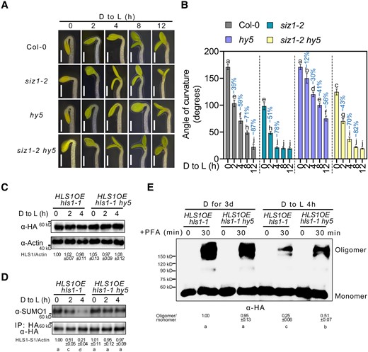 HY5 suppresses SIZ1-mediated HLS1 SUMOylation. A) Apical hook phenotypes of Col-0, siz1-2, hy5, and siz1-2 hy5. Seedlings were grown on half-strength MS medium in darkness for 3 d and then transferred to light (D to L) for the indicated times. Scale bars, 1 mm. B) Quantification of apical hook curvature from seedlings shown in A). Data represent means ± Se from 3 replicates, with each replicate consisting of at least 12 seedlings. Percentages represent the change in the apical hook angle (light-induced angle/angle before light exposure). Different lowercase letters indicate significant differences (P < 0.05) based on 2-way ANOVA followed by Fisher's Lsd test. C) HLS1 protein levels upon light exposure. Three-day-old dark-grown seedlings were transferred to light (D to L) for the indicated times. HLS1 was detected by immunoblotting with an HA antibody. ACTIN served as a loading control. HLS1 abundance was determined using ImageJ, with HLS1 and ACTIN protein abundance of HLS1OE/hls1-1 in darkness set to 1. Data represent means ± Sd from 3 independent experiments. Different lowercase letters indicate significant differences (P < 0.05) based on 1-way ANOVA followed by Fisher's Lsd test. D) HLS1 SUMOylation upon light exposure. Total proteins were extracted and then incubated with HA agarose beads. Anti-HA and anti-SUMO1 antibodies were used to examine HLS1 SUMOylation. The SUMOylated HLS1 levels were determined using ImageJ, with SUMO-conjugated HLS1 and non-SUMOylated HLS1 protein abundance of HLS1OE hls1-1 in darkness set to 1. E) Chemical crosslinking assays showing the oligomeric status of HLS1 in HLS1OE hls1-1 and HLS1OE hls1-1 hy5. Three-day-old dark-grown seedlings were transferred to light (D to L) for 4 h. Seedlings were harvested and submerged in 0.5% (w/v) PFA solution for 30 min. An anti-HA antibody was used for immunoblotting. The oligomer/monomer ratio was determined using ImageJ, with oligomeric and monomeric HLS1 protein abundance in HLS1OE hls1-1 set to 1. Data represent means ± Sd from 3 independent experiments. Different lowercase letters indicate significant differences (P < 0.05) based on 1-way ANOVA followed by Fisher's Lsd test.