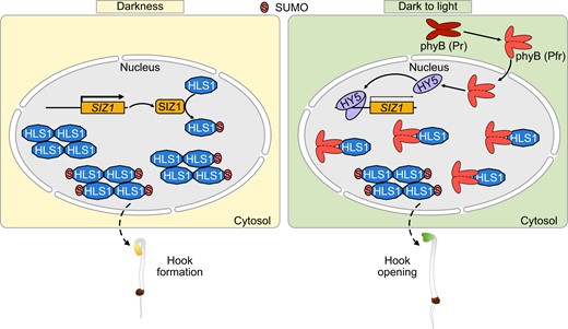 Proposed working model illustrating how HLS1 SUMOylation regulates apical hook development. SIZ1 induces the SUMOylation of HLS1 in darkness, and SUMOylated HLS1 assembles into oligomers to regulate apical hook formation. During the dark-to-light transition, light induces the translocation of phyB from the cytoplasm to the nucleus, where phyB interacts with HLS1 to suppress HLS1 oligomerization. In addition, HY5 suppresses SIZ1 transcription to decrease HLS1 SUMOylation and oligomerization. Non-SUMOylated HLS1 displays a higher affinity for phyB, which also prevents HLS1 oligomerization. The decrease of oligomeric HLS1 leads to the deactivation of HLS1 and thus initiating apical hook unfolding.