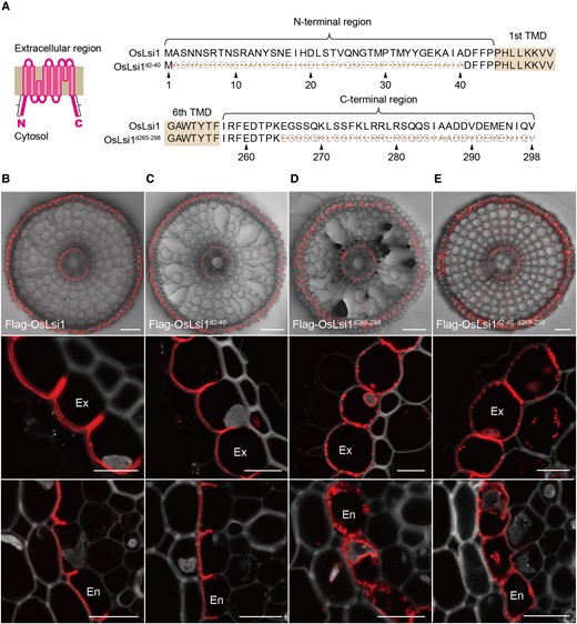 Role of N- and C-terminal regions in polar localization of OsLsi1. A) Scheme for OsLsi1 structure and deletion region of OsLsi1. The deletion regions at the N- and C-termini are indicated in orange lines. TMD indicates the transmembrane domain. B to E) Localization of OsLsi1 variants in roots. Localization of Flag-OsLsi1 B), Flag-OsLsi1d2–40C), Flag-OsLsi1d265–298D), and Flag-OsLsi1d2–40, d265–298E) in roots of transgenic lines. Cross-sections of the mature region (15 to 20 mm from the root tip) of the crown roots were used for immunostaining with an antibody against Flag-tag. Exodermis (Ex) and endodermis (En) were enlarged in the middle or lower panel, respectively B) to E). Red color indicates the signal of immunostained Flag-tagged proteins. Scale bars indicate 50 μm in the whole root picture or 10 μm in the enlarged picture B) to E).