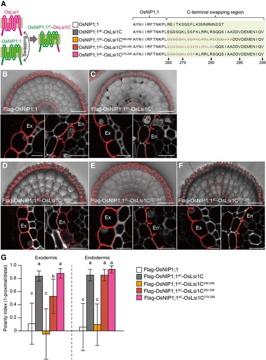 Role of C-terminal region of OsLsi1 in generating polar localization. A) Scheme representation for generating chimera proteins between OsLsi1 and OsNIP1;1. Magenta color shows OsLsi1, while green color shows OsNIP1;1. Orange lines on the right side show deleted region at the C-terminus of OsLsi1. B to F) Localization of chimera proteins between OsLsi1 and OsNIP1;1 in rice roots. Localization of Flag-OsNIP1;1 B), Flag-OsNIP1;1dC-OsLsi1C C), Flag-OsNIP1;1dC-OsLsi1C288–298D), Flag-OsNIP1;1dC-OsLsi1C282–298E), and Flag-OsNIP1;1dC-OsLsi1C275–298F) in roots of transgenic lines. Cross-sections of the mature region (15 to 20 mm from the root tip) of the crown roots were sampled for immunostaining. Red color indicates the signal of immunostained Flag-tagged proteins. Exodermis (Ex) and endodermis (En) in B) to F) were enlarged in the left or right of the lower half panel, respectively. Scale bars indicate 50 μm in the whole root picture or 10 μm in the enlarged picture. G) Polarity index of various Flag-OsNIP1;1dC-OsLsi1C variants shown in B) to F) at exodermis and endodermis. Thirty independent cells from more than 5 independent root slices were used for the quantification of the polarity index. Vertical bars indicate Sd. Different letters indicate significant differences at P < 0.05 by Tukey–Kramer's test.