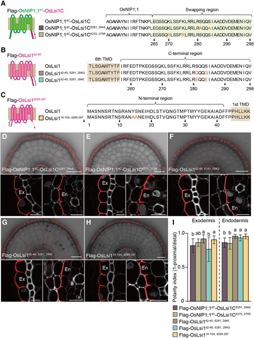 Possible involvement of phosphorylation and Lys modifications in polar localization of OsLsi1. A to C) Scheme presentation of substitution sites of Flag-OsNIP1;1dC-OsLsi1C A), Flag-OsLsi1d2–40B), and Flag-OsLsi1d265–287C). Orange letters show amino acids substituted. TMD indicates the transmembrane domain. D to H) Localization of Flag-OsNIP1;1dC-OsLsi1CS281, 284AD), and Flag-OsNIP1;1dC-OsLsi1CK270, 275RE), Flag-OsLsi1d2–40, S281,284QF), Flag-OsLsi1d2–40, S281,284EG), and Flag-OsLsi114–15A, d265–287H) in roots of transgenic lines. Cross-sections of the mature region (15 to 20 mm from the root tip) of the crown roots sampled from transgenic seedlings carrying different variants of OsNIP1;1dC-OsLsi1C, and Flag-OsLsi1 were subjected to immunostaining using anti-Flag antibody. Exodermis (Ex) and endodermis (En) in D) to H) were enlarged in the left or right of the lower half panel, respectively. Scale bars indicate 50 μm in the whole root picture or 10 μm in the enlarged picture. I) Polarity index of various Flag-OsNIP1;1dC-OsLsi1C and Flag-OsLsi1 variants at the exodermis and endodermis. Thirty independent cells from more than 5 independent root slices were used for the quantification of the polarity index. Vertical bars indicate Sd. Different letters indicate significant differences at P < 0.05 by Tukey–Kramer's test.