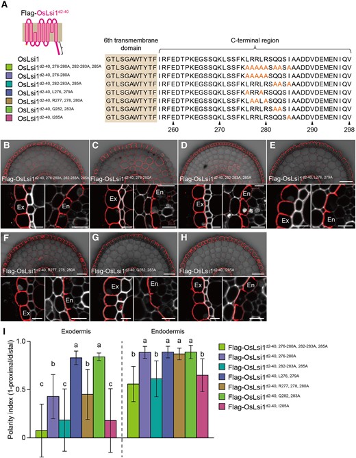 Identification of critical amino acids at the C-terminal region for polar localization of OsLsi1. A) Scheme presentation for substitution sites of the C-terminal region of Flag-OsLsi1d2–40. Orange letters show amino acids substituted. B to I) Localization of Flag-OsLsi1d2–40, 276–280A, 282–283A, 285AB), Flag-OsLsi1d2–40, 276–280AC), Flag-OsLsi1d2–40, 282–283A, 285AD), Flag-OsLsi1d2–40, L276, 279AE), Flag-OsLsi1d2–40, R277, 278, 280AF), Flag-OsLsi1d2–40, Q282, 283AG), and Flag-OsLsi1d2–40, I285AH) in roots of transgenic lines. Cross-sections of the mature region (15 to 20 mm from the root tip) of the crown roots sampled from transgenic seedlings carrying different variants of Flag-OsLsi1d2–40 were subjected to immunostaining using anti-Flag antibody. Exodermis (Ex) and endodermis (En) in B) to H) were enlarged in the left or right of the lower half panel, respectively. Scale bars indicate 50 μm in the whole root images or 10 μm in the enlarged images. I) Polarity index of Flag-OsLsi1 variants at the exodermis and endodermis. Thirty independent cells from more than 5 independent root slices were used for the quantification of the polarity index. Vertical bars indicate Sd. Different letters indicate significant differences at P < 0.05 by Tukey–Kramer's test.