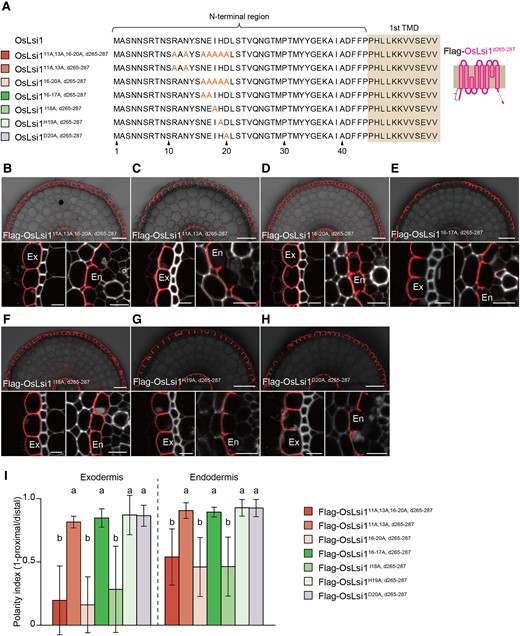 Identification of amino acid residues at the N-terminus required for the polar localization. A) Scheme presentation of amino acid substitution sites at the N-terminus of Flag-OsLsi1d265–287. Orange letters show amino acids substituted. TMD indicates the transmembrane domain. B–H) Localization of Flag-OsLsi111A, 13A, 16–20A, d265–287B), Flag-OsLsi111, 13A, d265–287C), Flag-OsLsi16–20A, d265–287D), Flag-OsLsi116–17A, d265–287E), Flag-OsLsi1I18A, d265–287F), Flag-OsLsi1H19A, d265–287G), and Flag-OsLsi1D20A, d265–287H) in roots of transgenic lines. Cross-sections of the mature region (15 to 20 mm from the root tip) of the crown roots sampled from transgenic seedlings carrying different variants of Flag-OsLsi1d265–287 were subjected to immunostaining using anti-Flag antibody. Exodermis (Ex) and endodermis (En) in B) to H) were enlarged in the left or right of the lower half panel, respectively. Scale bars indicate 50 μm in the whole root images or 10 μm in the enlarged images B) to H). I) Polarity index of Flag-OsLsi1 variants at the exodermis and endodermis. Thirty independent cells from more than 5 independent root slices were used for the quantification of the polarity index. Vertical bars indicate Sd. Different letters indicate significant differences at P < 0.05 by Tukey–Kramer's test.