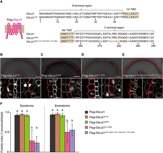 Identification of critical amino acids at the C- and N-terminal regions for polar localization of OsLsi1. A) Scheme presentation for substitution sites at the N- and C-terminal of full-length OsLsi1. Orange letters show amino acids substituted. TMD indicates the transmembrane domain. B to E) Localization of Flag-OsLsi1I18AB), Flag-OsLsi1I285AC), Flag-OsLsi1I18, 285AD), and Flag-OsLsi1I18, K264, 270, 275, R277, 278, 280AE) in roots of transgenic lines. Cross-sections of the mature region (15 to 20 mm from the root tip) of the crown roots sampled from transgenic seedlings carrying different variants of Flag-OsLsi1 were subjected to immunostaining using anti-Flag antibody. Exodermis (Ex) and endodermis (En) in B) to E) were enlarged in the left or right of the lower half panel, respectively. Scale bars indicate 50 μm in the whole root images or 10 μm in the enlarged images B) to E). F) Polarity index of Flag-OsLsi1 variants at the exodermis and endodermis. Thirty independent cells from more than 5 independent root slices were used for the quantification of the polarity index. Vertical bars indicate Sd. Different letters indicate significant differences at P < 0.05 by Tukey–Kramer's test.