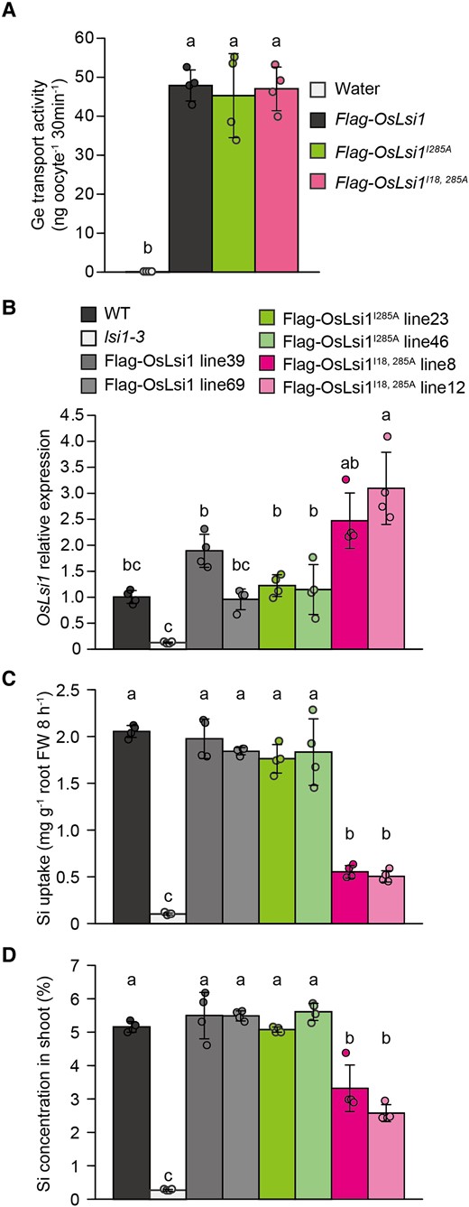 Role of OsLsi1 polarity in Si uptake and accumulation in rice. A) Transport activity of Flag-OsLsi1 variants for Ge in oocytes. Oocytes expressing Flag-OsLsi1, Flag-OsLsi1I285A, or Flag-OsLsi1I18, 285A were exposed to MBS with 1 mM GeO2 for 30 min. The Ge concentration in the oocytes was determined. Data are means ± Sd (n = 4). B to D) Expression levels of OsLsi1 in the roots B), short-term Si uptake C), and Si accumulation in the shoot D) of transgenic plants carrying Flag-OsLsi1, Flag-OsLsi1I285A or Flag-OsLsi1I18, 285A encoding polar and nonpolar OsLsi1, respectively. For the short-term Si uptake experiment in C), transgenic seedlings (22-d-old), as well as wild-type (WT) rice and lsi1-3 mutant, were exposed to a solution containing 0.5 mM Si for 8 h. At the end of the experiment, the roots were harvested for mRNA extraction and determination of OsLsi1 expression level B). For Si accumulation comparison C), transgenic seedlings (16-d-old) were exposed to a solution containing 1 mM Si. After 7 d, the shoots were sampled for Si determination. Vertical bars represent the Sd of 4 biological replicates. Different letters indicate significant differences at P < 0.05 by Tukey–Kramer's test.