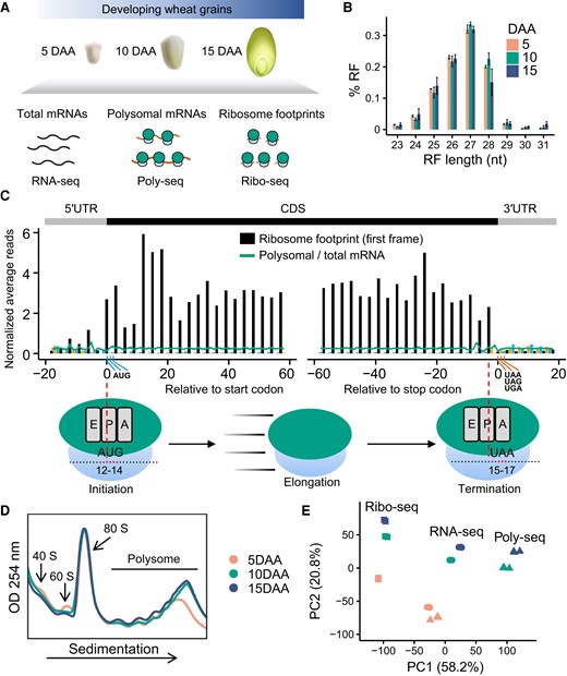 Polysome profiling and ribosome profiling expose translational dynamics during grain development. A) A schematic overview of the experimental approach. The wheat grains from 3 developmental stages were used for the translatome investigation. B) Size distribution of the ribosome footprint (RF). Mean and standard error are shown. C) Metagene analysis of the RF reads near the annotated translation start and stop sites. The 27-nucleotide RF reads and the combination of replicates are shown. The density of reads at each position was normalized across the density of the surrounding reads. Bars show RFs, and lines show total and polysomal mRNAs. The predicted position of the ribosome's peptidyl (P) site of RF reads relative to the CDS start and stop codons is shown. The position of the RF reads is indicated by its 12th nucleotide within each footprint. The x-axis represents the relative distance of each RF reads to the start codon or the stop codon. The 0 on the x-axis represents that the 12th nucleotide of the RF reads was mapped to the 1st nucleotide of the start codon. The red, blue, and green bars represent the RF reads mapped to the 1st (expected), 2nd, and 3rd reading frames, respectively. The inferred peptidyl (P) site (nucleotides 12 to 14) in the start codon and the acceptor (A) site (nucleotides 15 to 17) in the stop codon are illustrated. D) Polysome profiling was analyzed using a sucrose gradient sedimentation with 3 replicates using grain sampled at 5, 10, and 15 d after anthesis (DAA), and the optical density and a wavelength of 254 nm (OD254; arbitrary units) was measured for the 3 grain developmental stages at the times indicated. E) Principal component analysis (PCA) of the RNA-seq, Poly-seq, and Ribo-seq data from the 3 grain development stages using the 10,000 most variable genes.